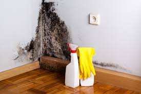 Lindsay, OK Mold Removal Company